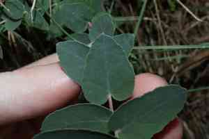 Apple box(Eucalyptus bridgesiana)