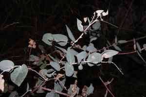 Apple box(Eucalyptus bridgesiana)