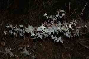 Apple box(Eucalyptus bridgesiana)