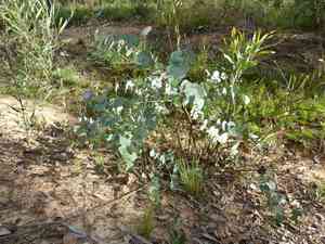 Apple box(Eucalyptus bridgesiana)