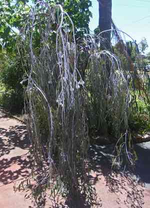 Gungurru(Eucalyptus caesia)
