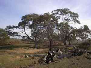 River red gum(Eucalyptus camaldulensis)
