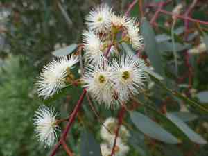 River red gum(Eucalyptus camaldulensis)