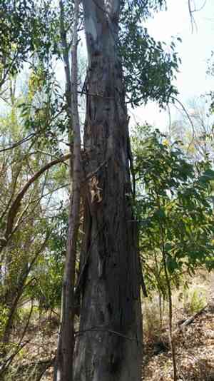 River red gum(Eucalyptus camaldulensis)