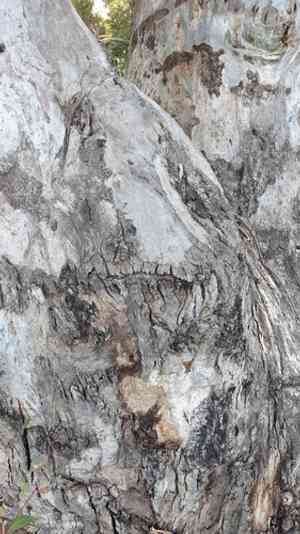 River red gum(Eucalyptus camaldulensis)