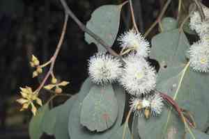 How to Propagate Mountain swamp gum: Complete Propagation Guide ...