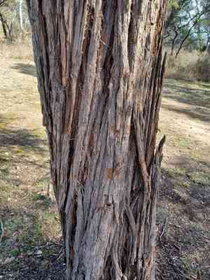 Argyle apple(Eucalyptus cinerea)