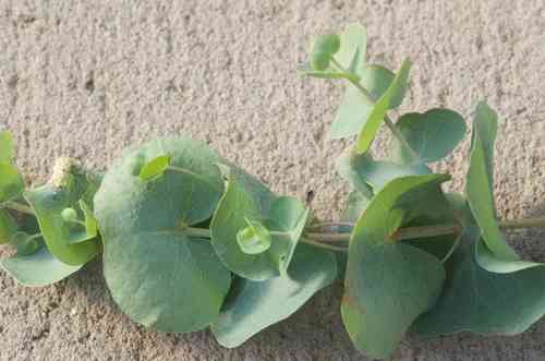 Argyle apple(Eucalyptus cinerea)