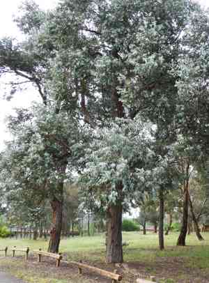 Argyle apple(Eucalyptus cinerea)