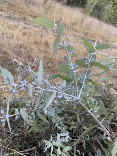 Argyle apple(Eucalyptus cinerea)