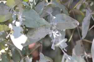 Argyle apple(Eucalyptus cinerea)