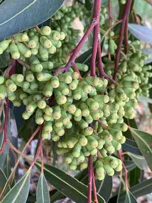 Sugar gum(Eucalyptus cladocalyx)