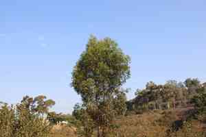 Sugar gum(Eucalyptus cladocalyx)