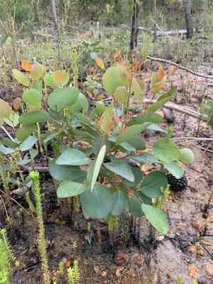 Sugar gum(Eucalyptus cladocalyx)