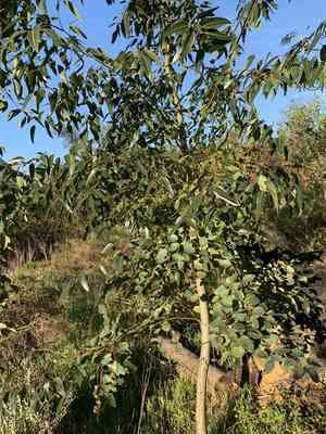 Sugar gum(Eucalyptus cladocalyx)