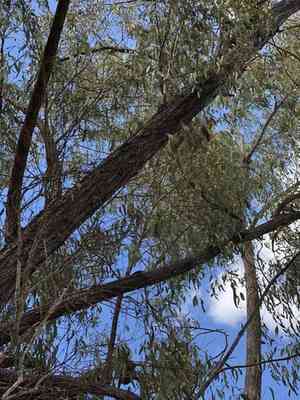Narrow-leaved ironbark(Eucalyptus crebra)