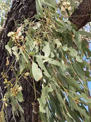 Narrow-leaved ironbark(Eucalyptus crebra)