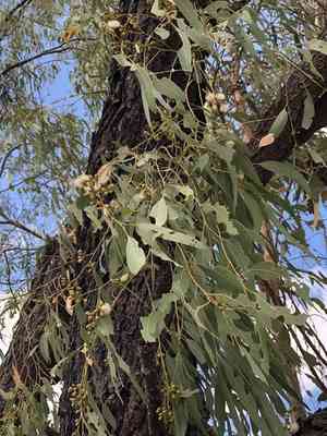 Narrow-leaved ironbark(Eucalyptus crebra)