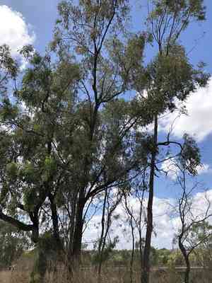 Narrow-leaved ironbark(Eucalyptus crebra)