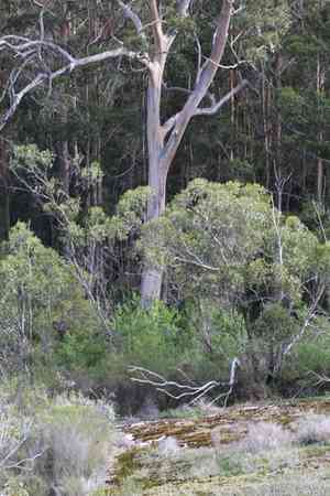 Karri(Eucalyptus diversicolor)