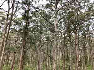 Karri(Eucalyptus diversicolor)