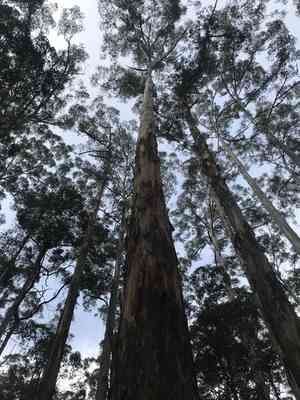 Karri(Eucalyptus diversicolor)