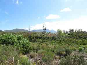 Karri(Eucalyptus diversicolor)