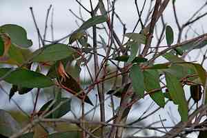 Broadleaf peppermint gum(Eucalyptus dives)