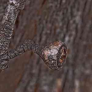Broadleaf peppermint gum(Eucalyptus dives)