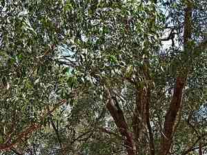 Broadleaf peppermint gum(Eucalyptus dives)