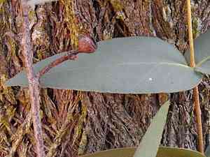 Broadleaf peppermint gum(Eucalyptus dives)