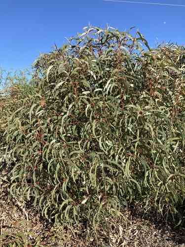 Illyarrie(Eucalyptus erythrocorys)