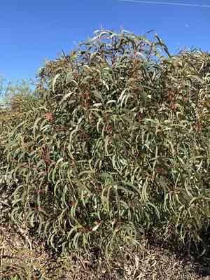Illyarrie(Eucalyptus erythrocorys)