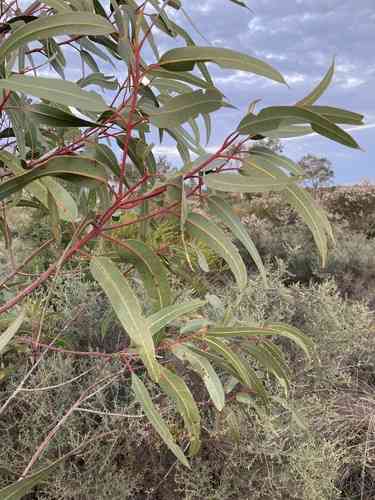 Illyarrie(Eucalyptus erythrocorys)
