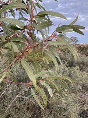Illyarrie(Eucalyptus erythrocorys)