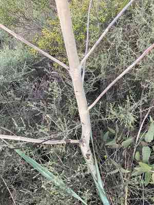 Illyarrie(Eucalyptus erythrocorys)