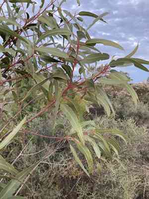 Illyarrie(Eucalyptus erythrocorys)