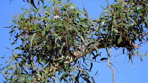 Illyarrie(Eucalyptus erythrocorys)