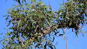 Illyarrie(Eucalyptus erythrocorys)