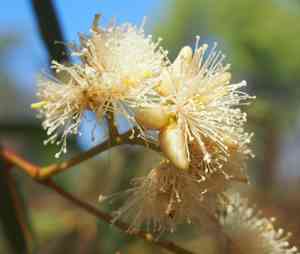 Queensland peppermint(Eucalyptus exserta)