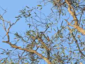Queensland peppermint(Eucalyptus exserta)