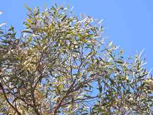 Queensland peppermint(Eucalyptus exserta)
