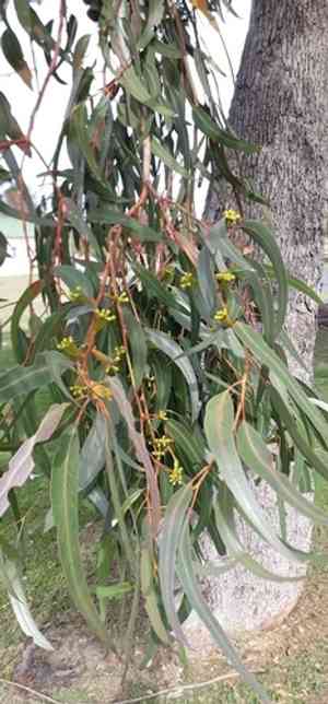 Tuart(Eucalyptus gomphocephala)