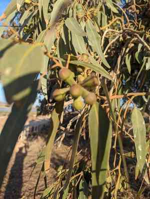 Tuart(Eucalyptus gomphocephala)
