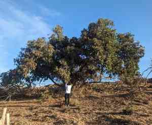 Tuart(Eucalyptus gomphocephala)