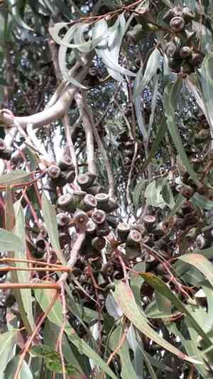 Tuart(Eucalyptus gomphocephala)