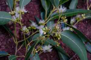 Grand eucalyptus(Eucalyptus grandis)