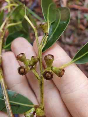 Grand eucalyptus(Eucalyptus grandis)