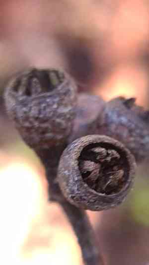Grand eucalyptus(Eucalyptus grandis)