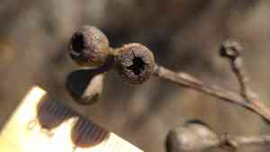 Scribbly gum(Eucalyptus haemastoma)
